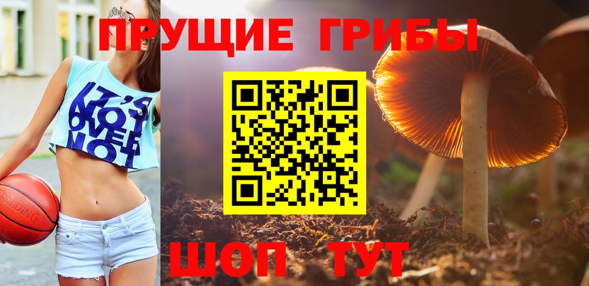 Чернушка  Псилоцибиновые грибы MAGIC MUSHROOMS  Вход с VPN 